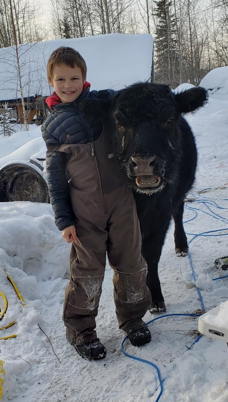 child and cow